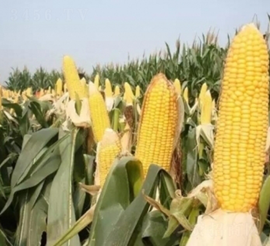 ����114-���׷N��-���r�l(f��)