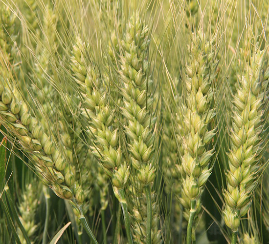 �庵6̖(h��o)-С���N��-���r(n��ng)�l(f��)