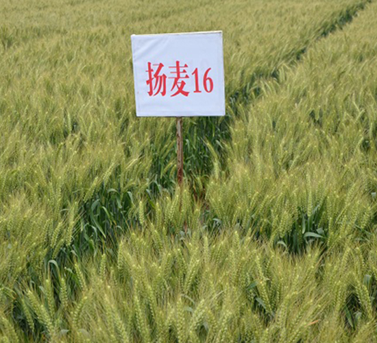 �P(y��ng)��16-С���N��-���r(n��ng)�l(f��)