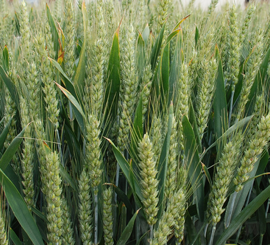 ����1̖-С���N��-���r(n��ng)�l(f��)