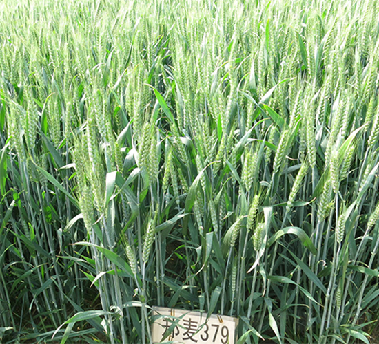 ����379-С���N��-���r�l(f��)