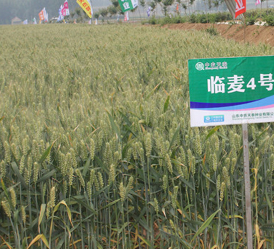 �R��4̖(h��o)-С���N��-���r(n��ng)�l(f��)