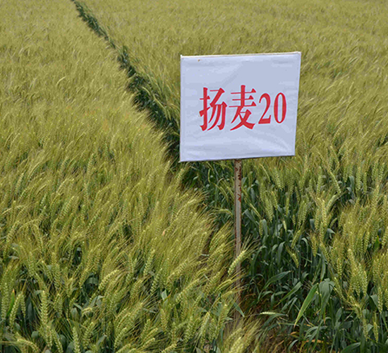 �P��20-С���N��-���r(n��ng)�l(f��)