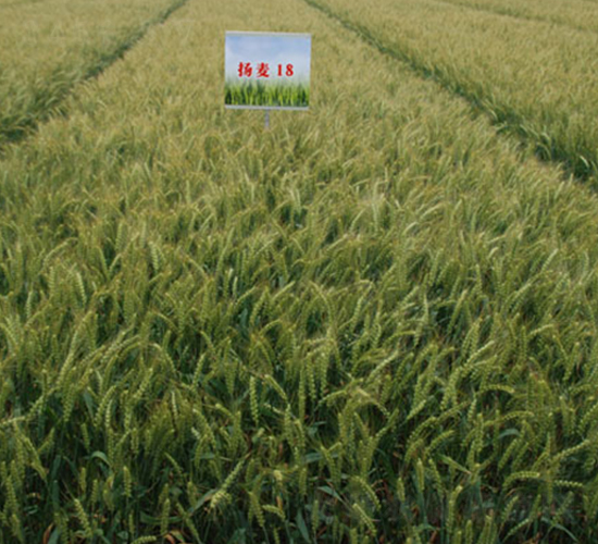 �P(y��ng)��18-С���N��-���r(n��ng)�l(f��)