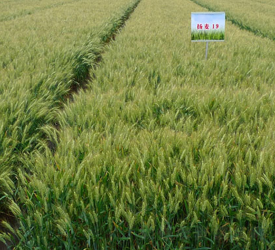 �P��19-С���N��-���r(n��ng)�l(f��)