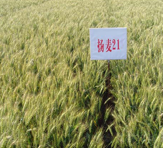 �P(y��ng)��21-С���N��-���r(n��ng)�l(f��)