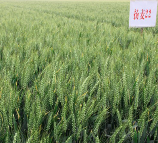 �P��22-С���N��-���r�l(f��)