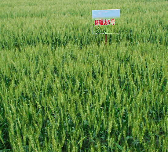 �Pݗ��5̖-С���N��-���r�l(f��)