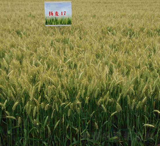 �P(y��ng)��17-С���N��-���r(n��ng)�l(f��)