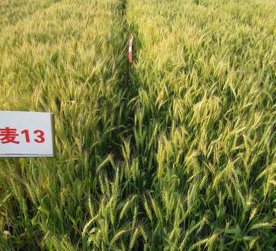 �A��13-С���N��-���r(n��ng)�l(f��)