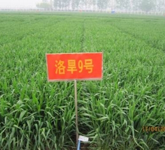 �庵9̖(h��o)-С���N��-���r(n��ng)�l(f��)