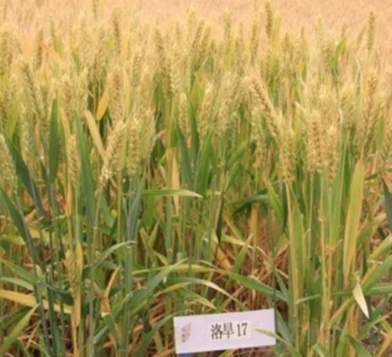 �庵17-С���N��-���r(n��ng)�l(f��)