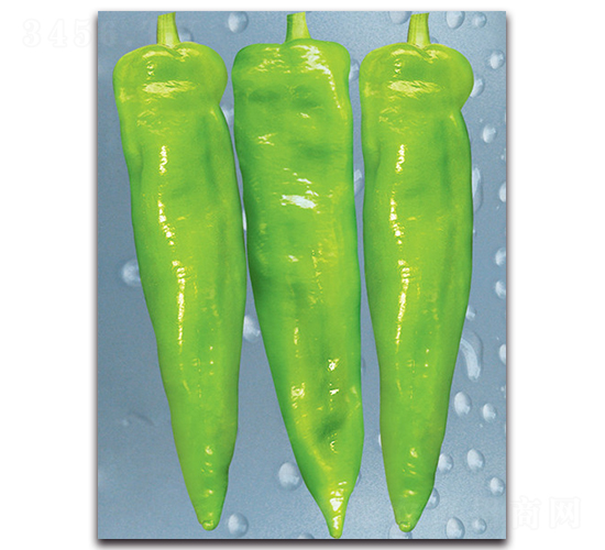 ʥ�Z-�����N��-����˹