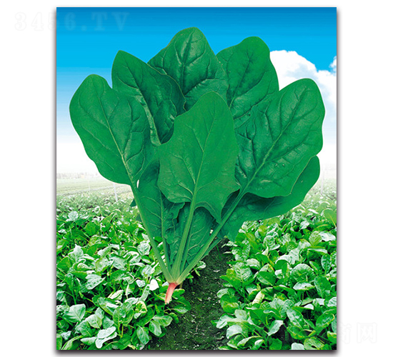 ���S-���˷N��-����˹