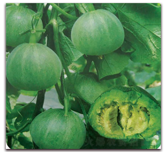 �\����-��ϷN��-����˹