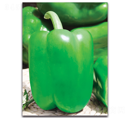 �ͷ���-�𽷷N��-����˹