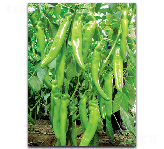 �fʢ-�𽷷N��-����˹