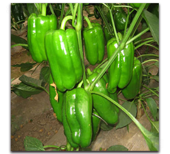 ���-�𽷷N��-����˹