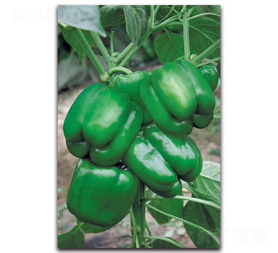 ����-�𽷷N��-����˹