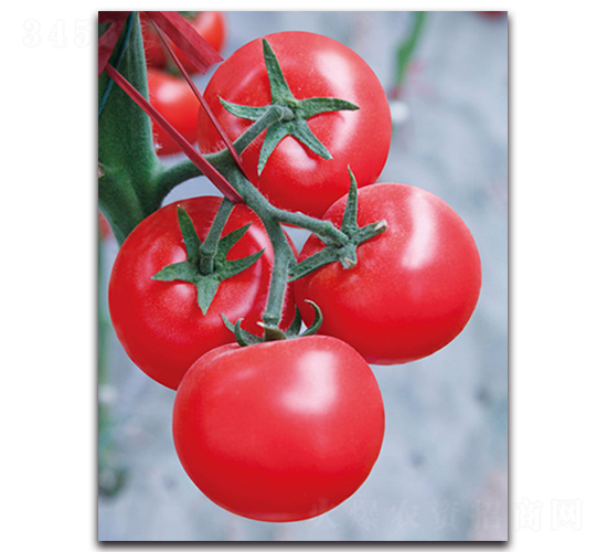 �P��-���ѷN��-����˹