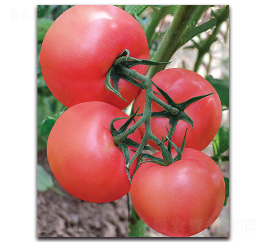 �P��-���ѷN��-����˹