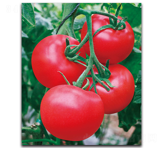 ���_(d��)-���ѷN��-����˹