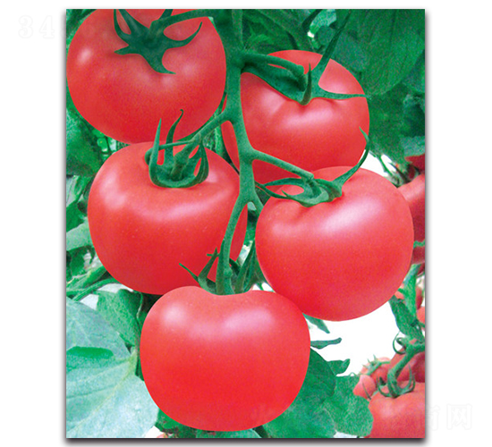 ����-���ѷN��-����˹