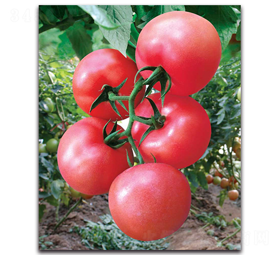 ِ��-���ѷN��-����˹