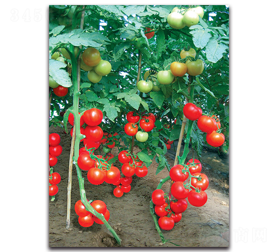 ؐ��������-���ѷN��-����˹