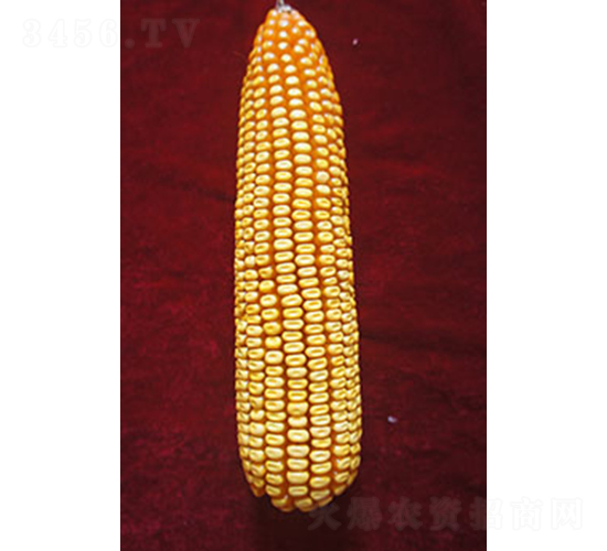 ���3305-���׷N��-���N�I(y��)