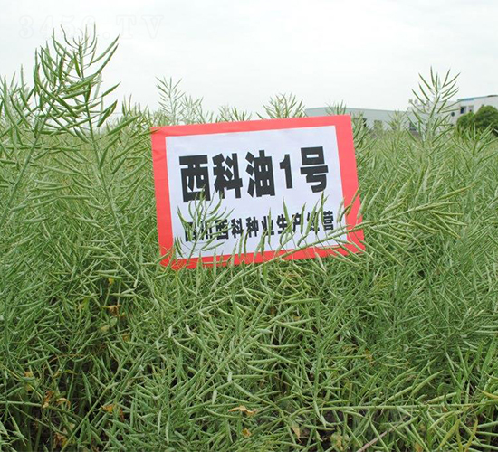 ������1̖-�Ͳ˷N��-�����r�I(y��)