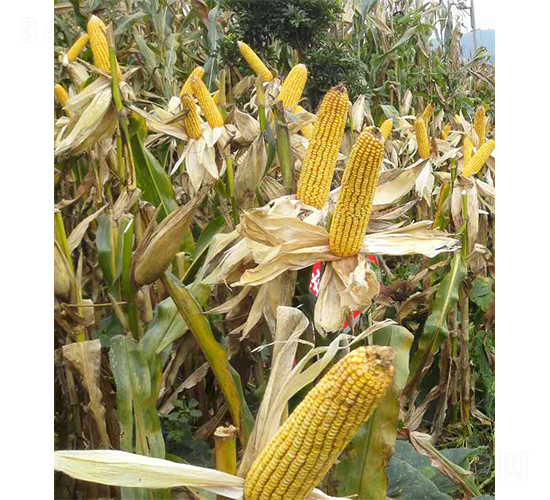 �ͺ���158-���׷N��-�����r(n��ng)�I(y��)