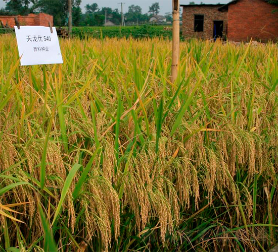 ������(y��u)540-ˮ���N��-�����r(n��ng)�I(y��)