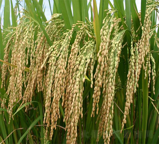 ����(y��u)140-ˮ���N��-�����r(n��ng)�I(y��)