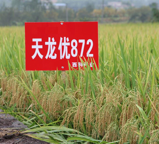 ������(y��u)872-ˮ���N��-�����r(n��ng)�I(y��)