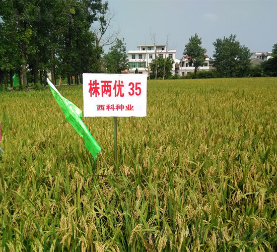 ��Ƀ�(y��u)35-ˮ���N��-�����r(n��ng)�I(y��)