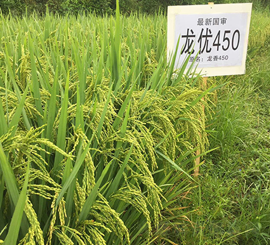 ����(y��u)450-ˮ���N��-�����r(n��ng)�I(y��)