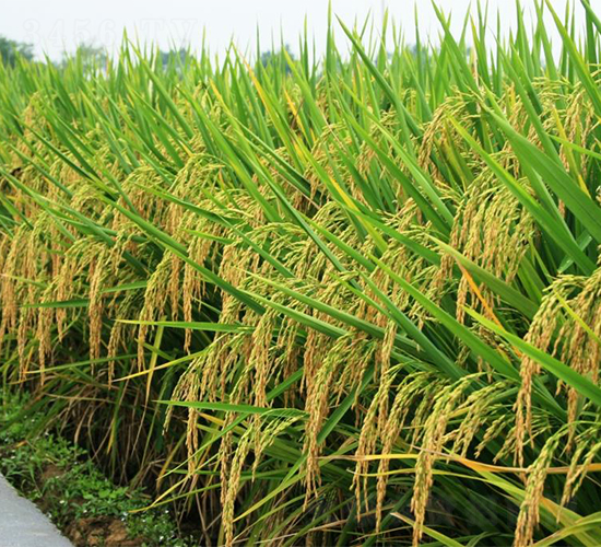 �����Ƀ�(y��u)140-ˮ���N��-�����r(n��ng)�I(y��)