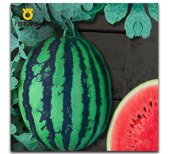 ���-���ϷN��-���r(n��ng)�N��