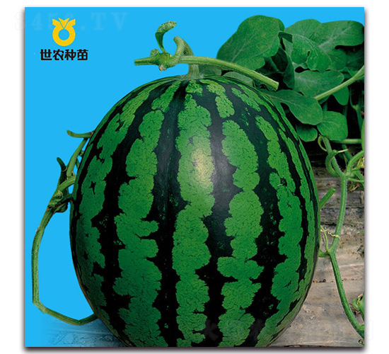 �\��-���ϷN��-���r(n��ng)�N��