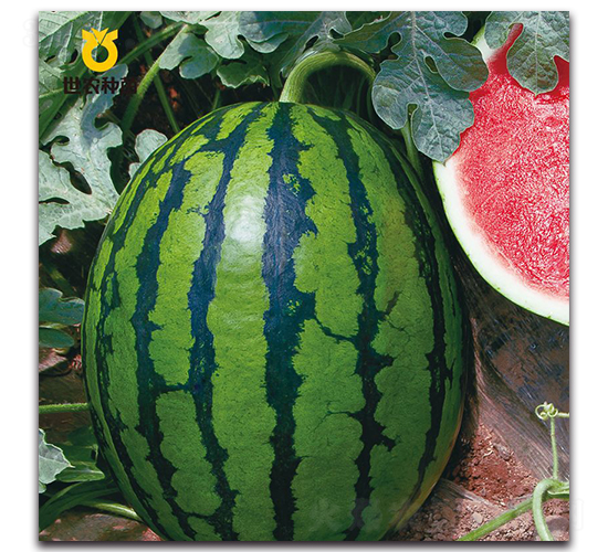 SN��ѩ-���ϷN��-���r(n��ng)�N��