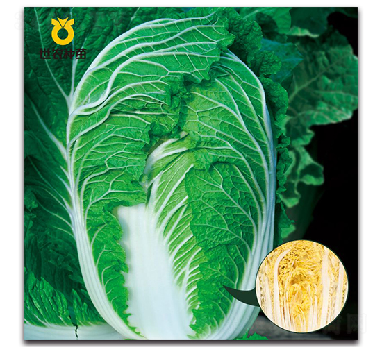 ���S-�ײ˷N��-���r(n��ng)�N��