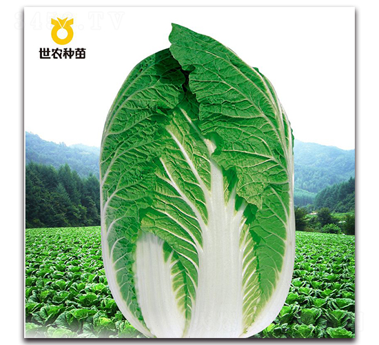 SN��-�ײ˷N��-���r�N��