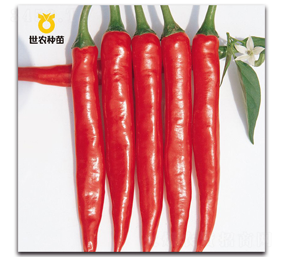 SN�t��-�����N��-���r(n��ng)�N��