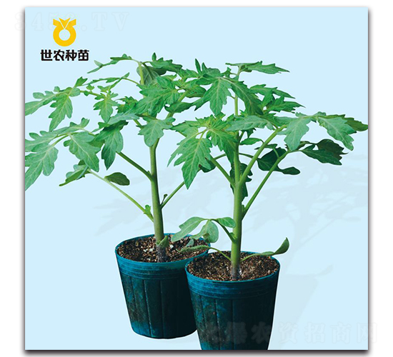 ����2̖(h��o)-������ľ�N��-���r(n��ng)�N��