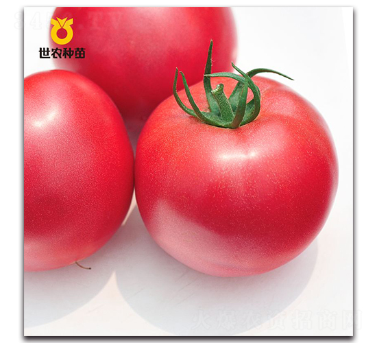 ����-���ѷN��-���r(n��ng)�N��