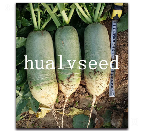 ���H��̖-�}���N��-�A�G