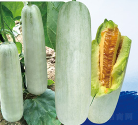 �����61-��ϷN��-����N�I(y��)