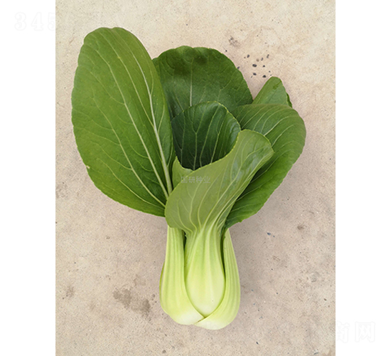 �;G508-�Ͳ˷N��-��(gu��)�зN�I(y��)