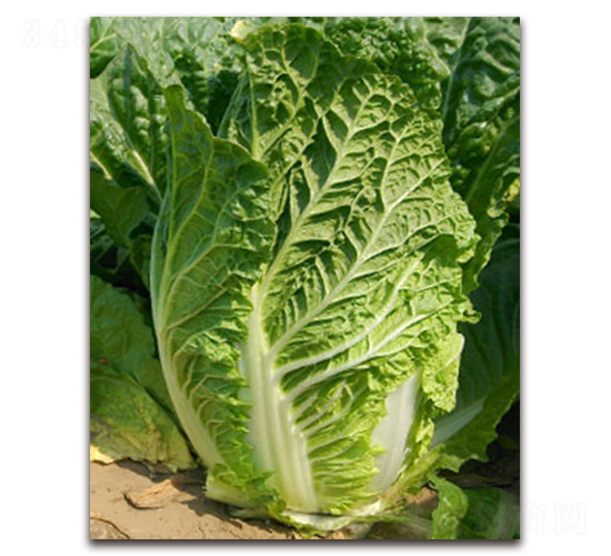 �(y��u)-�ײ˷N��-�S�{�N��